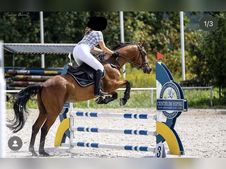 Trakehner Castrone 18 Anni 166 cm Baio in Rydzyna
