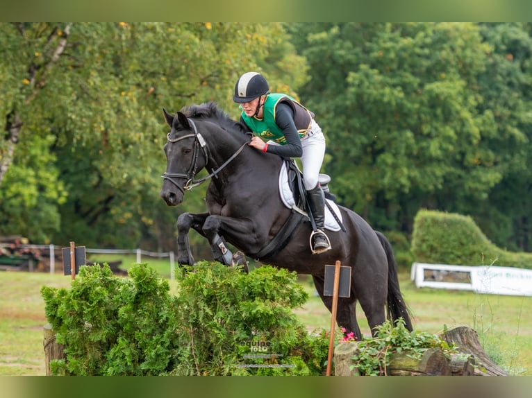 Trakehner Castrone 19 Anni 160 cm Morello in Dorsten