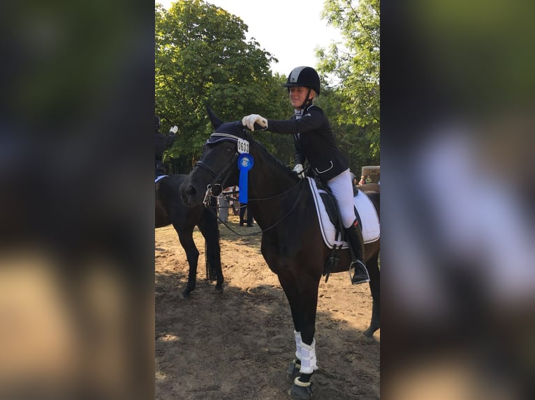 Trakehner Castrone 19 Anni 160 cm Morello in Dorsten