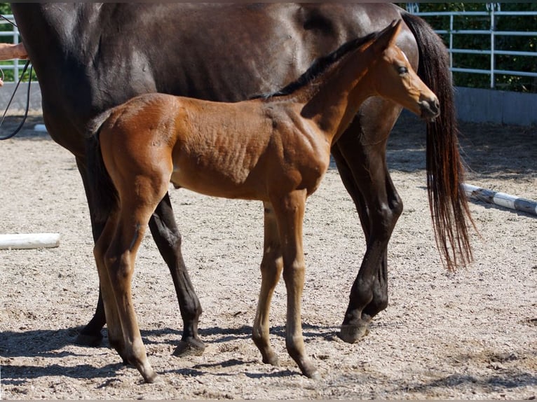 Trakehner Castrone 1 Anno Baio in Günzburg