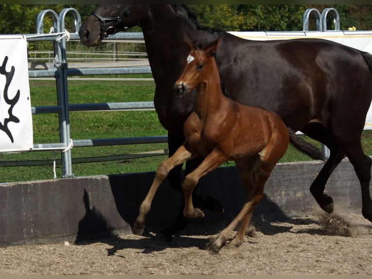 Trakehner Castrone 1 Anno Baio in Günzburg