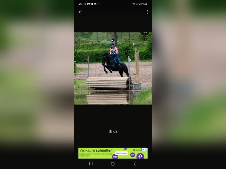 Trakehner Castrone 20 Anni 163 cm Baio nero in Ahrensburg