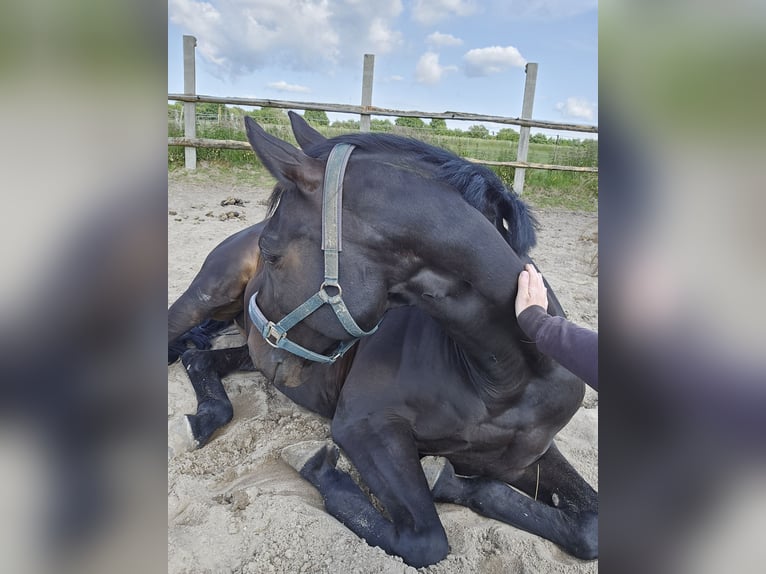 Trakehner Castrone 20 Anni 163 cm Baio nero in Ahrensburg