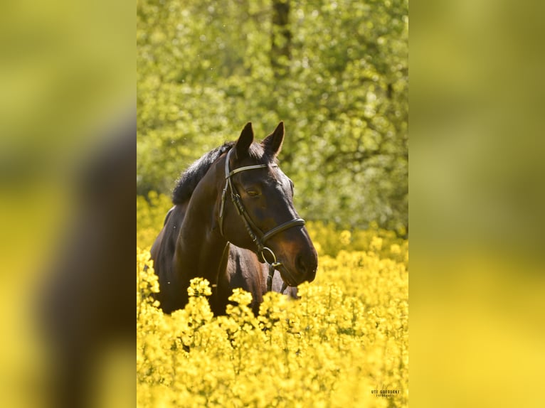 Trakehner Castrone 20 Anni 163 cm Baio nero in Ahrensburg