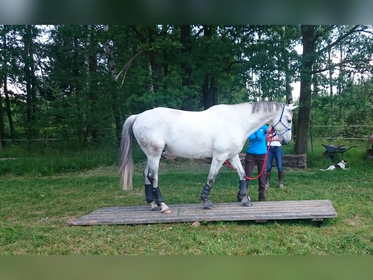 Trakehner Castrone 20 Anni 165 cm Grigio in Ottendorf-Okrilla