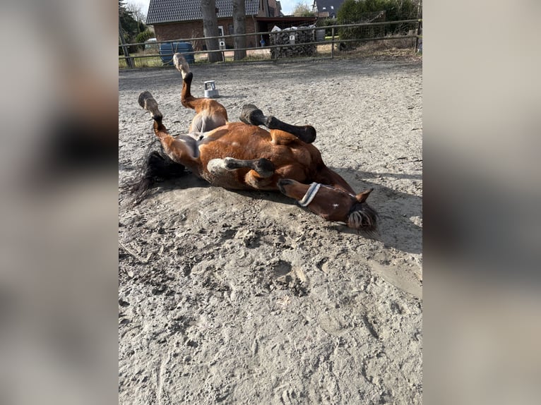 Trakehner Castrone 20 Anni 187 cm Baio in Hadenfeld