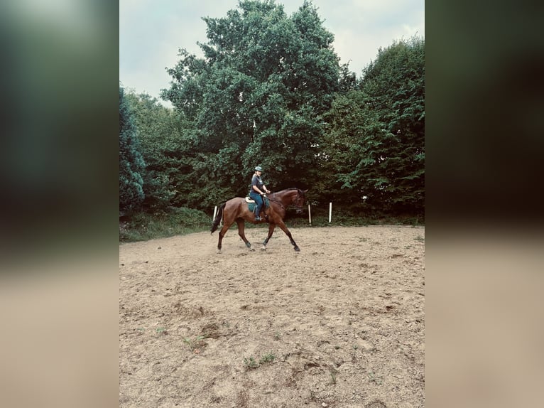 Trakehner Castrone 20 Anni 187 cm Baio in Hadenfeld