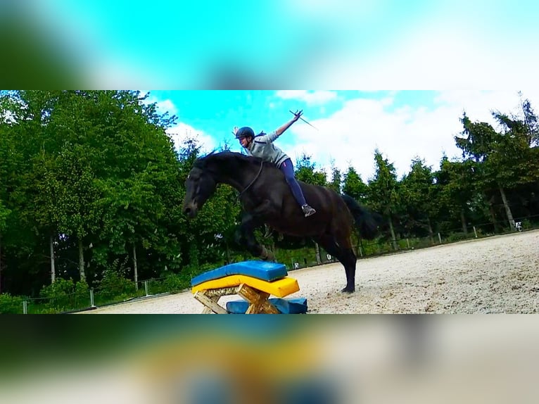 Trakehner Castrone 22 Anni 163 cm Baio nero in Fröndenberg