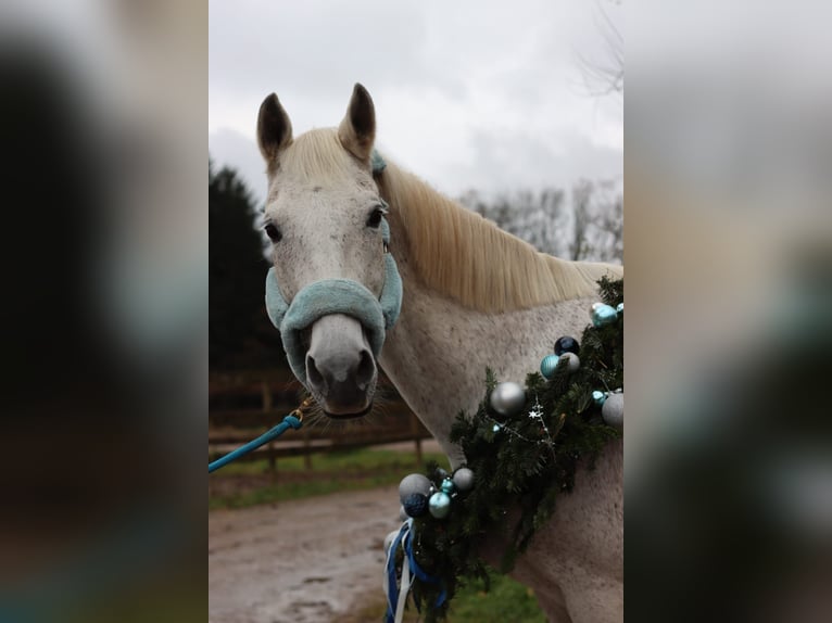Trakehner Castrone 24 Anni 173 cm Grigio trotinato in MörlenbachMörlenbach