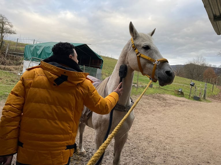 Trakehner Castrone 24 Anni 173 cm Grigio trotinato in MörlenbachMörlenbach