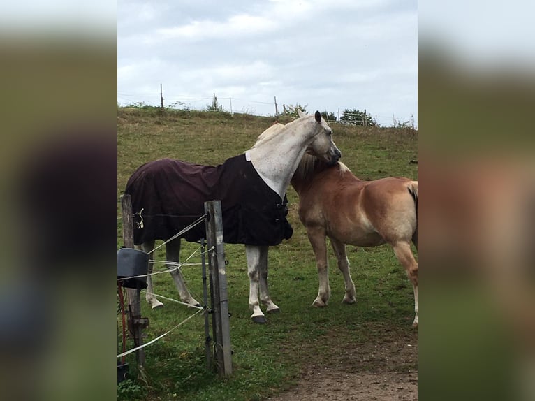 Trakehner Castrone 24 Anni 173 cm Grigio trotinato in MörlenbachMörlenbach