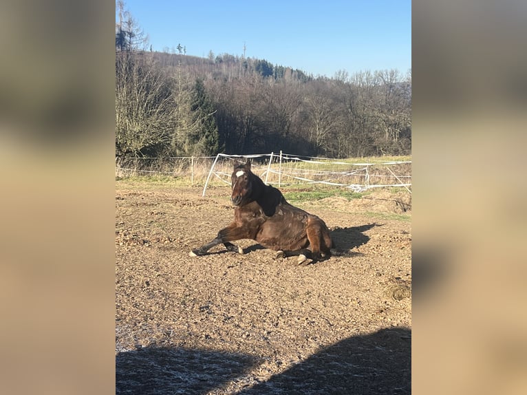 Trakehner Castrone 25 Anni 163 cm Baio scuro in Aschaffenburg