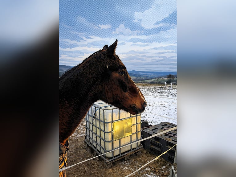 Trakehner Castrone 25 Anni 163 cm Baio scuro in Aschaffenburg