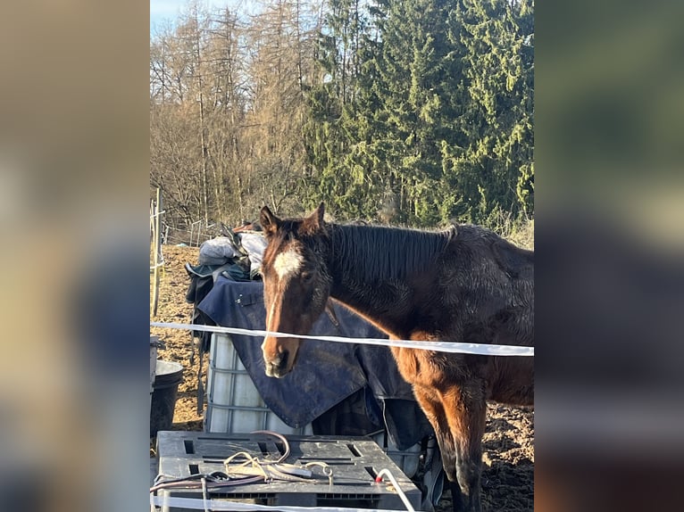 Trakehner Castrone 25 Anni 163 cm  in Aschaffenburg