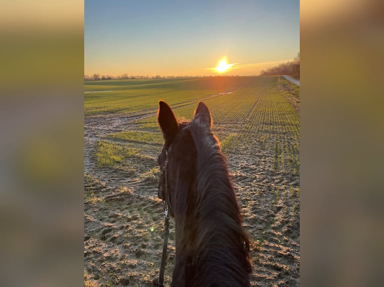 Trakehner Castrone 25 Anni 170 cm Morello in Kiel