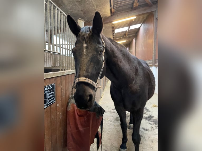 Trakehner Castrone 25 Anni 170 cm Morello in Kiel