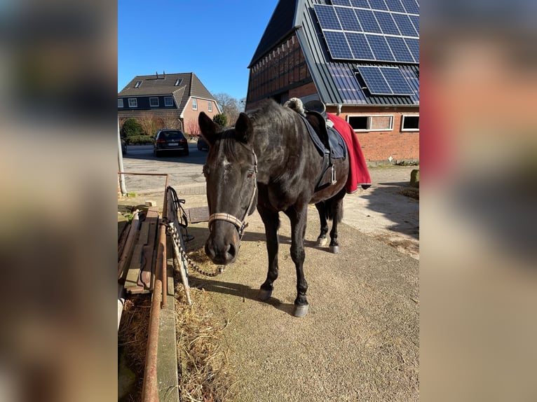 Trakehner Castrone 25 Anni 170 cm Morello in Kiel