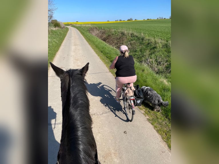 Trakehner Castrone 25 Anni 170 cm Morello in Kiel