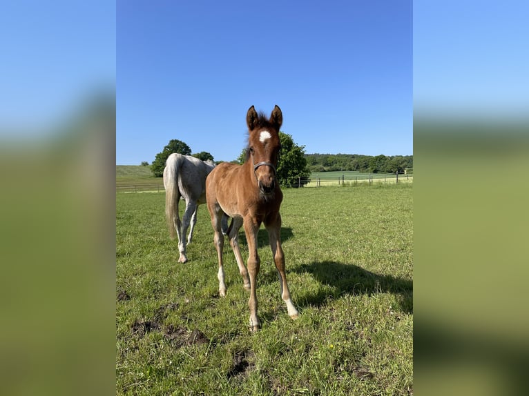 Trakehner Castrone 2 Anni 160 cm Baio in Weißenburg in Bayern