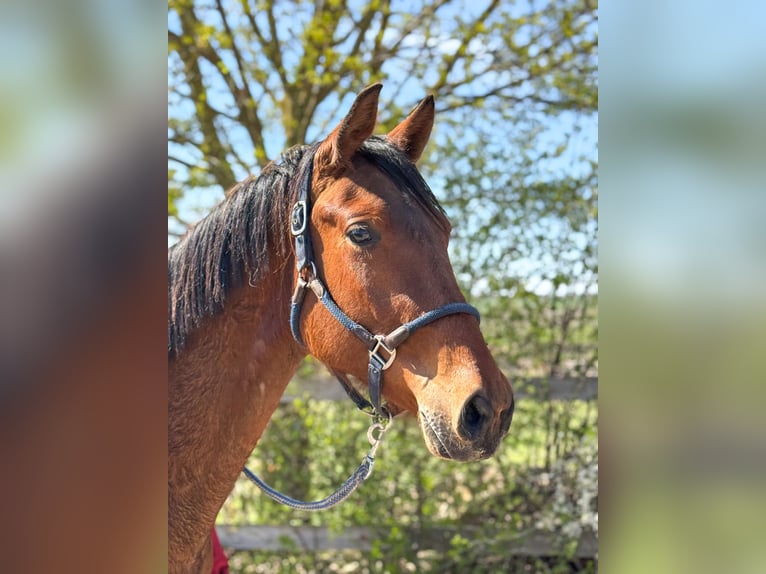 Trakehner Castrone 2 Anni 162 cm Baio in Niederbösa