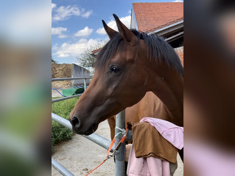Trakehner Castrone 2 Anni 162 cm Baio in Wasserburg am Inn