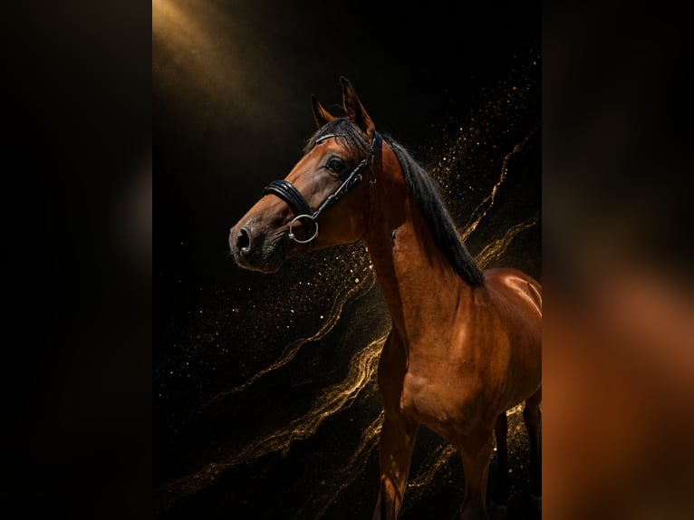 Trakehner Castrone 2 Anni 162 cm Baio in Wasserburg am Inn