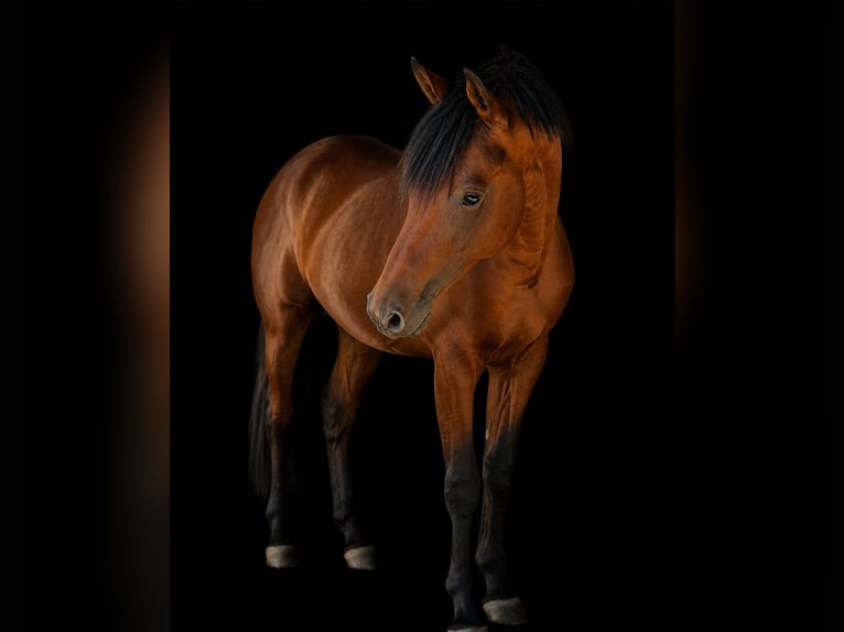 Trakehner Castrone 2 Anni 162 cm Baio in Wasserburg am Inn