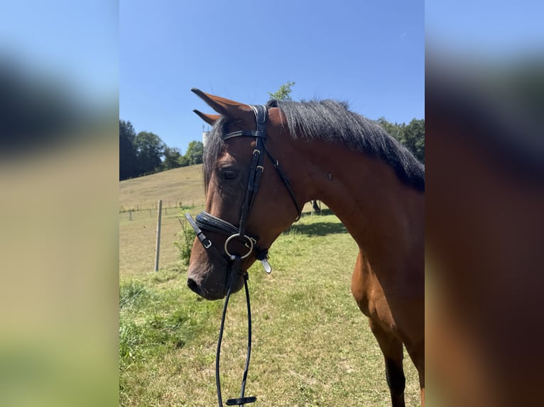 Trakehner Castrone 2 Anni 162 cm Baio in Wasserburg am Inn
