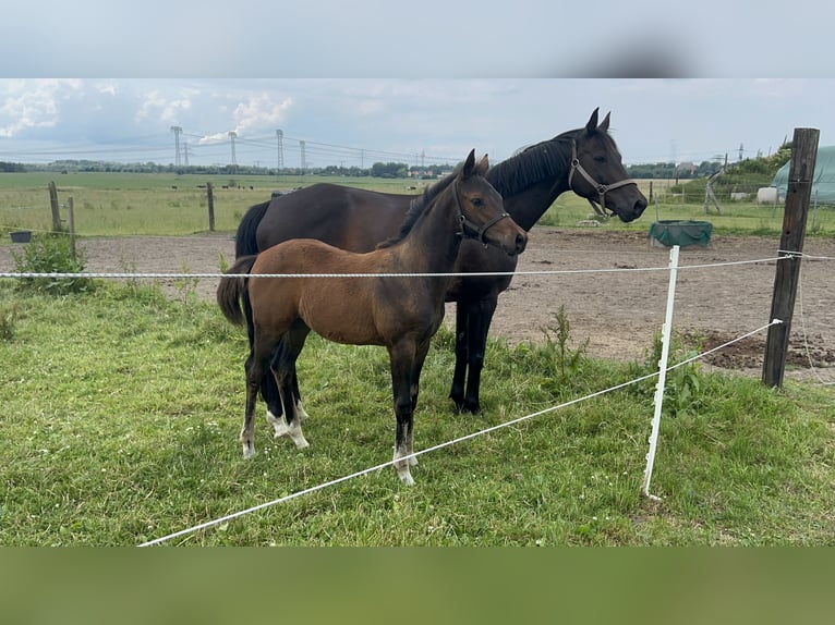 Trakehner Castrone 2 Anni 164 cm Baio in Kuhlen-Wendorf