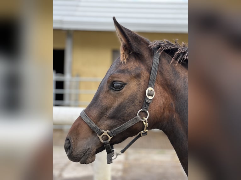 Trakehner Castrone 2 Anni 164 cm Baio in Kuhlen-Wendorf