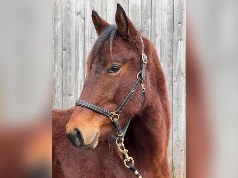 Trakehner Castrone 2 Anni 165 cm Baio in G&#xFC;nzburg