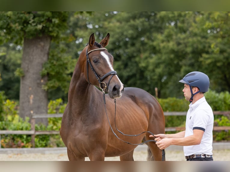 Trakehner Castrone 2 Anni 167 cm Baio in Bendorf