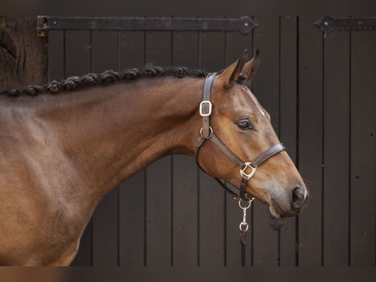 Trakehner Castrone 2 Anni 167 cm Baio in Nottuln