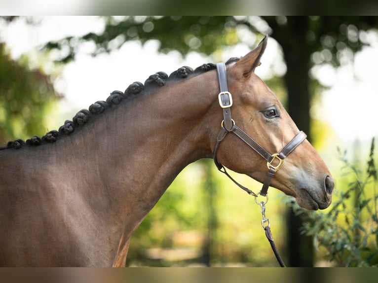 Trakehner Castrone 2 Anni 167 cm Baio in Nottuln