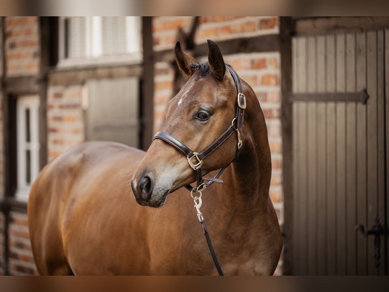 Trakehner Castrone 2 Anni 167 cm Baio in Nottuln