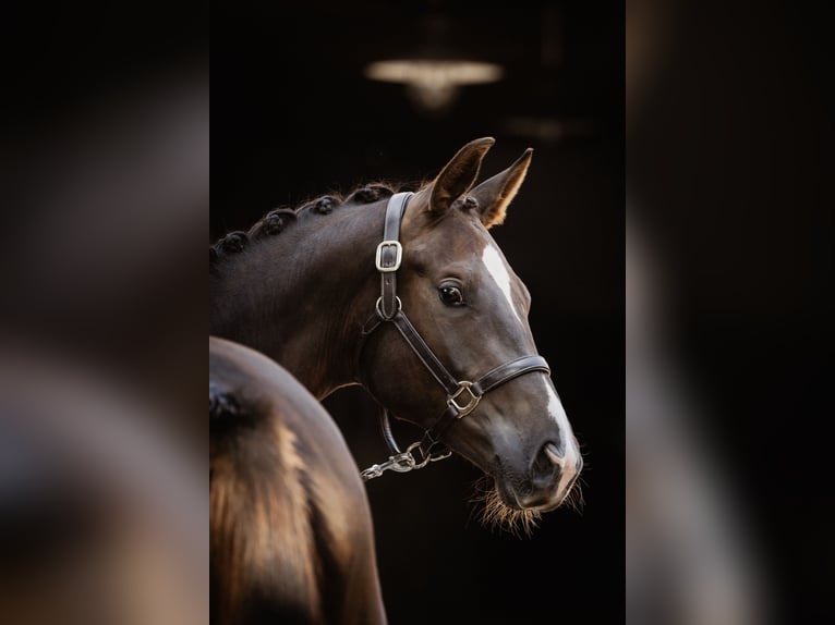 Trakehner Castrone 2 Anni 168 cm Sauro scuro in Nottuln