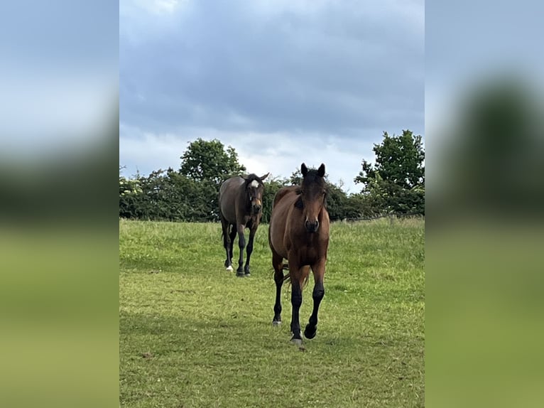Trakehner Castrone 2 Anni 170 cm Baio in Schwerte