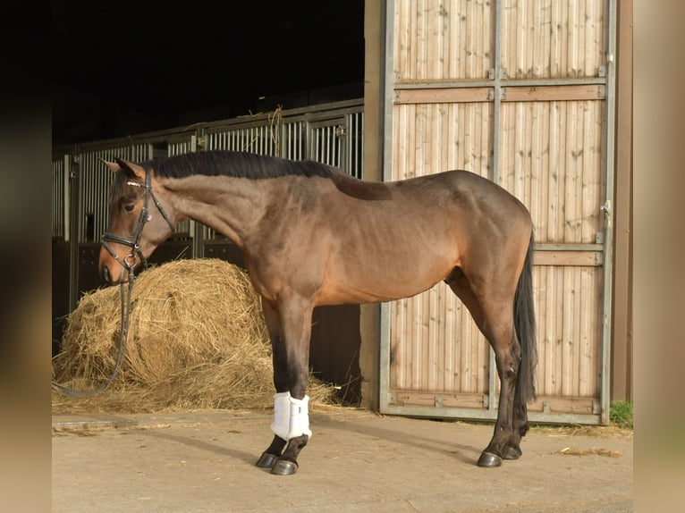 Trakehner Castrone 3 Anni 156 cm Baio in Geilenkirchen