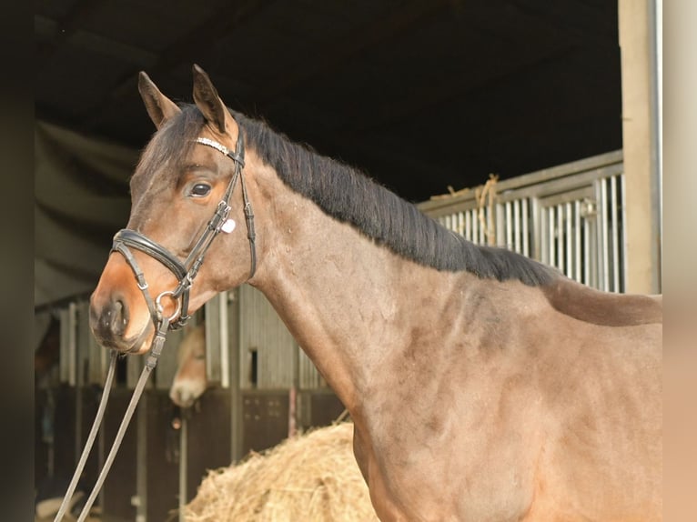 Trakehner Castrone 3 Anni 156 cm Baio in Geilenkirchen