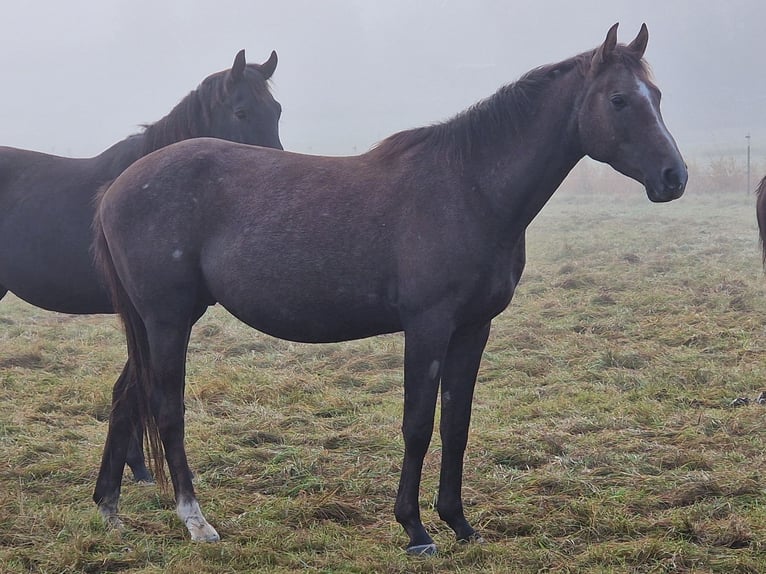 Trakehner Castrone 3 Anni 161 cm Grigio in Bosau