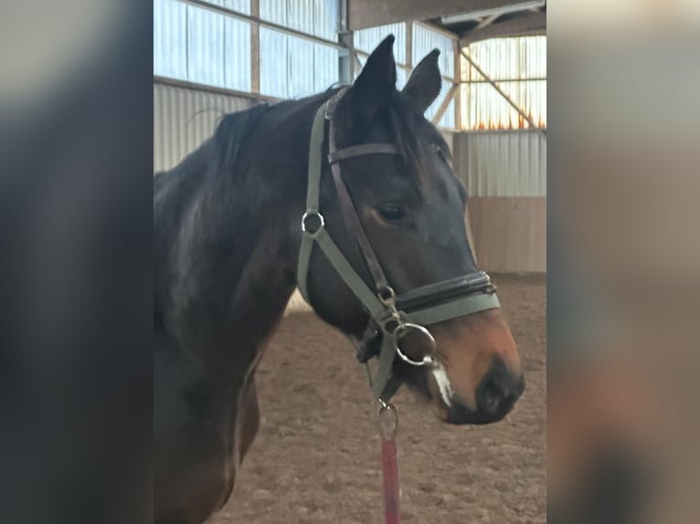 Trakehner Castrone 3 Anni 162 cm Baio in Freren