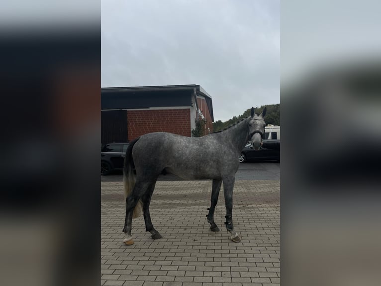 Trakehner Castrone 3 Anni 162 cm Grigio in Ruppichteroth