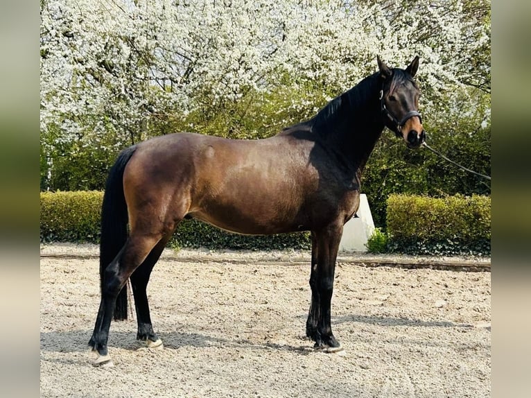 Trakehner Castrone 3 Anni 163 cm Baio in Krefeld