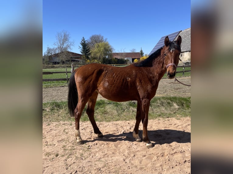 Trakehner Castrone 3 Anni 163 cm Baio in Weißenburg in Bayern