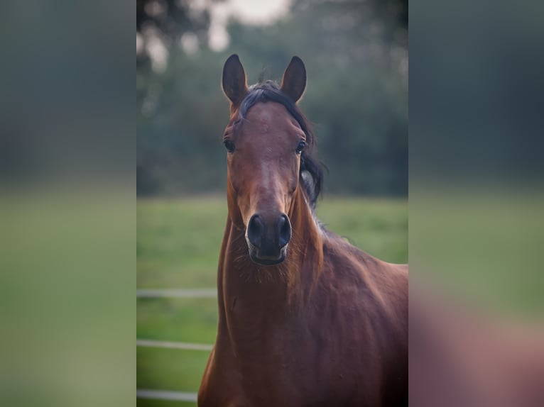 Trakehner Castrone 3 Anni 163 cm Baio in Rendsburg