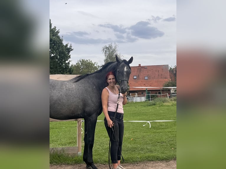 Trakehner Castrone 3 Anni 163 cm Grigio in Raguhn