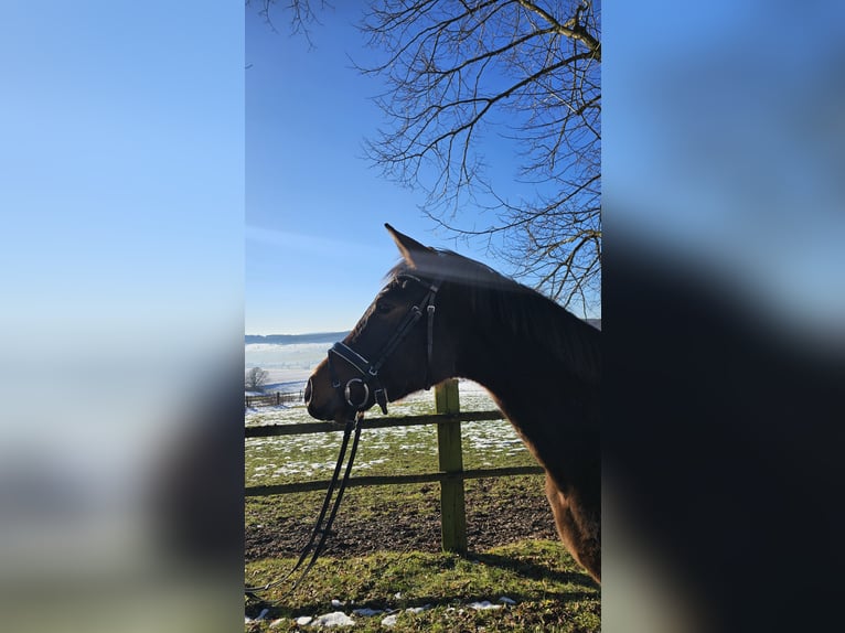 Trakehner Castrone 3 Anni 164 cm Baio scuro in Uslar