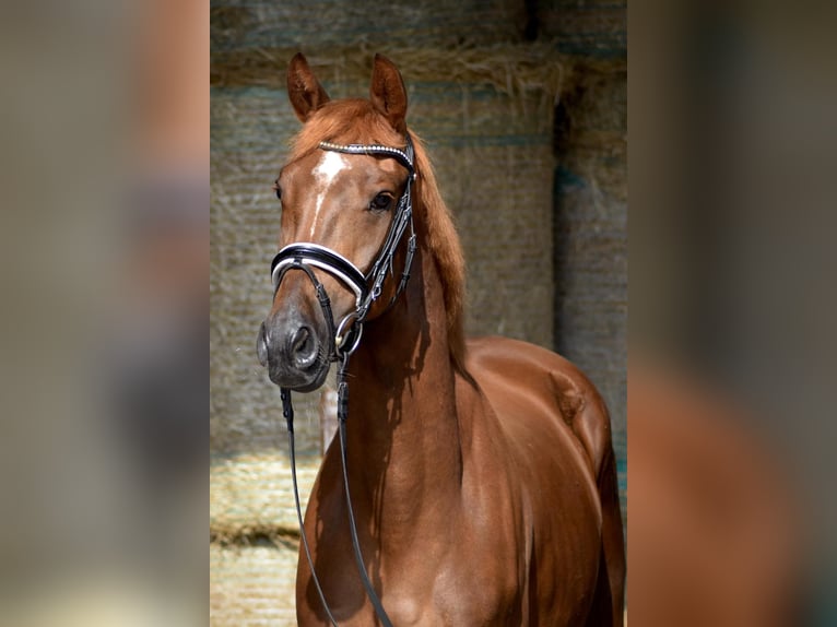 Trakehner Castrone 3 Anni 164 cm Sauro in Herbstein