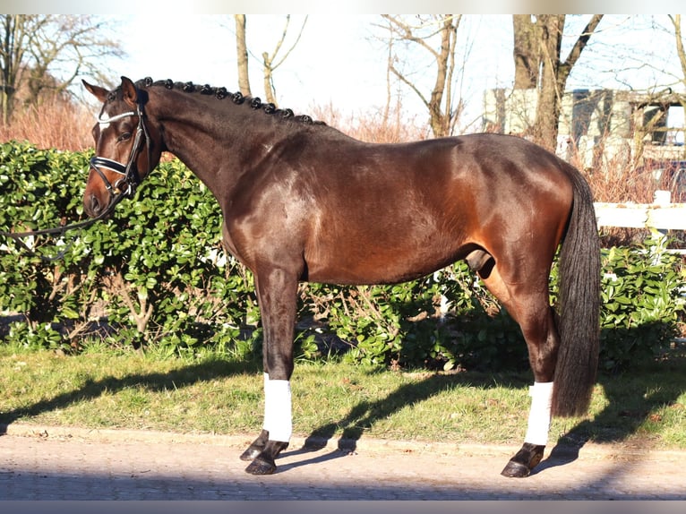Trakehner Castrone 3 Anni 165 cm in Selsingen