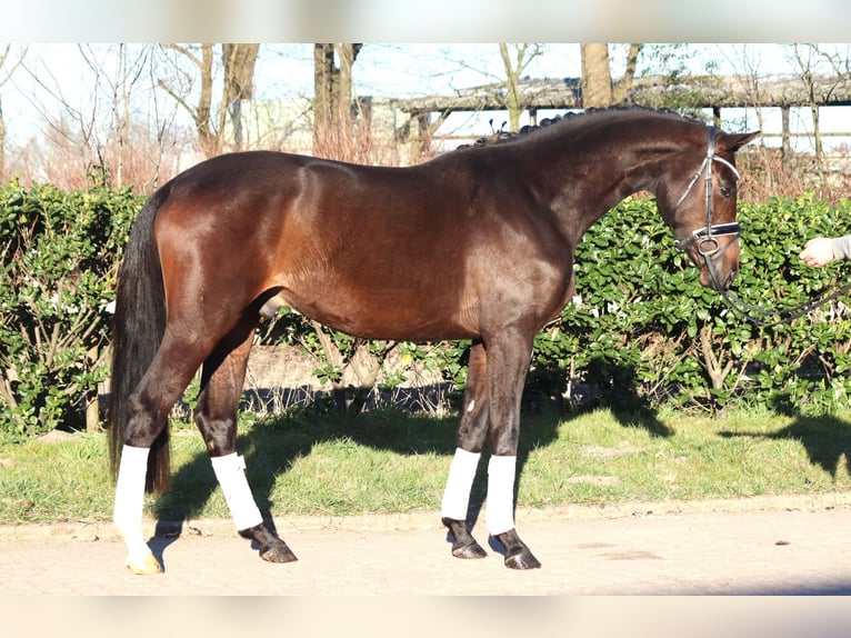 Trakehner Castrone 3 Anni 165 cm in Selsingen